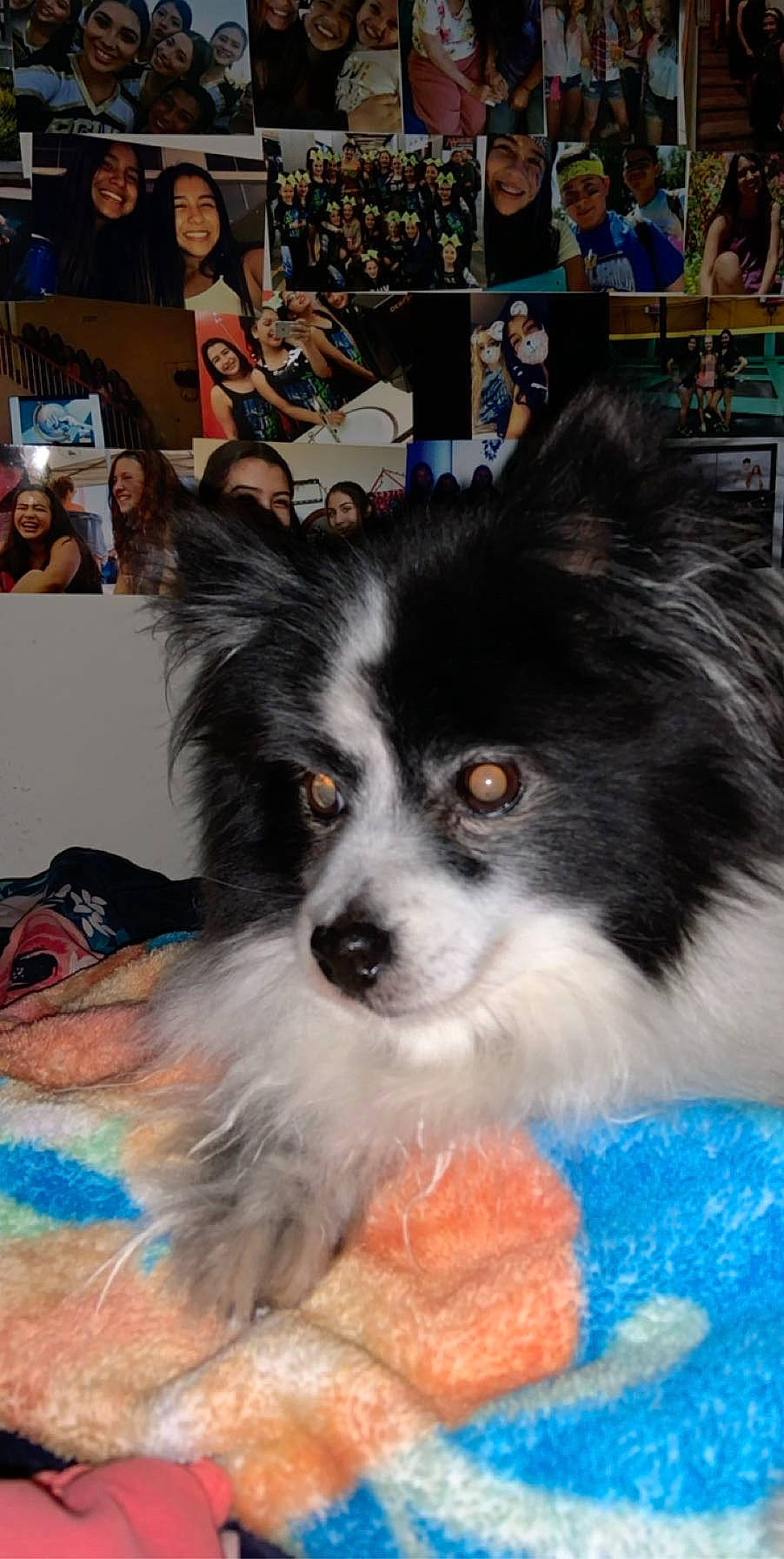 Chubbs is registered to the contest to win money with this photo: australian_shepherd, canidae, carnivore, companion_dog, dog, dog_breed, mammal, papillon, phalene, puppy, rare_breed_dog, snout, spaniel, sporting_group, toy_dog, vertebrate