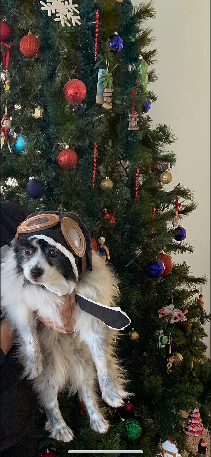 Chubbs joined the competition — help win amazing prizes! canidae, carnivore, christmas, christmas_decoration, christmas_eve, christmas_ornament, christmas_tree, conifer, dog, dog_breed, fir, holiday, holiday_ornament, interior_design, pine_family, plant, sporting_group, spruce, tree, woody_plant
