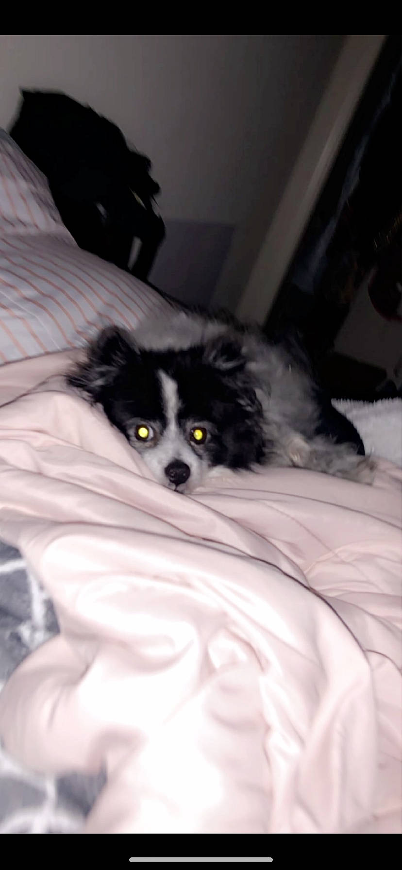 Chubbs joined the competition — help win amazing prizes! bed, border_collie, canidae, carnivore, companion_dog, dog, dog_breed, mammal, papillon, phalene, pomeranian, puppy, rare_breed_dog, snout, spaniel, sporting_group, toy_dog, vertebrate
