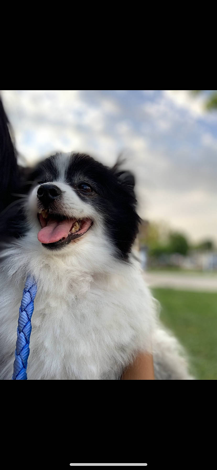 Chubbs joined the competition — help win amazing prizes! australian_shepherd, border_collie, canidae, carnivore, companion_dog, dog, dog_breed, japanese_chin, mammal, nose, phalene, rare_breed_dog, snout, sporting_group, vertebrate, whiskers
