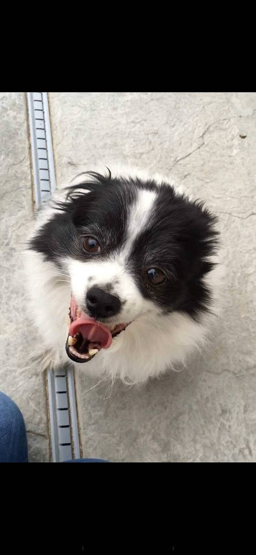 Chubbs is registered to the contest to win money with this photo: australian_collie, australian_shepherd, border_collie, canidae, carnivore, companion_dog, dog, dog_breed, herding_dog, landseer, mammal, miniature_australian_shepherd, phalene, puppy, rare_breed_dog, snout, sporting_group, vertebrate, working_dog