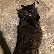 Smokey is registered to the contest to win money with this photo: cat, black_cat, animal, pet, fur, outdoor, concrete, lying_down, looking_up, night, shadow, whiskers, ears, mouth_open, cute, feline, domestic_animal, mammal, playful, curious