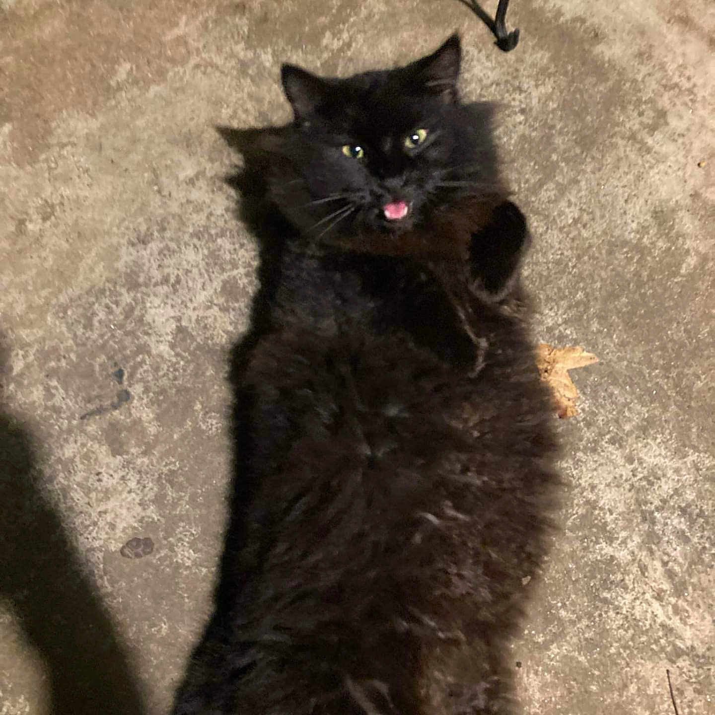 Smokey is registered to the contest to win money with this photo: animal, black_cat, cat, concrete, curious, cute, domestic_animal, ears, feline, fur, looking_up, lying_down, mammal, mouth_open, night, outdoor, pet, playful, shadow, whiskers