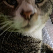 Ornament is registered to the contest to win money with this photo: cat, close_up, blurry, feline, whiskers, fur, nose, eyes, pet, animal, tabby, indoor, curious, face, muzzle, portrait, domestic_animal, soft, close_range, furry