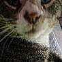 cat, close_up, blurry, feline, whiskers, fur, nose, eyes, pet, animal, tabby, indoor, curious, face, muzzle, portrait, domestic_animal, soft, close_range, furry