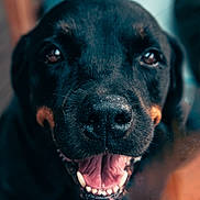 Iron a rejoint le concours — aidez-le/la à gagner de superbes lots ! dog, black_dog, close_up, happy, teeth, tongue, pet, animal, canine, portrait, smiling, fur, face, ears, mouth, outdoor, friendly, cute, domestic_animal, looking_at_camera