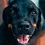 dog, black_dog, close_up, happy, teeth, tongue, pet, animal, canine, portrait, smiling, fur, face, ears, mouth, outdoor, friendly, cute, domestic_animal, looking_at_camera