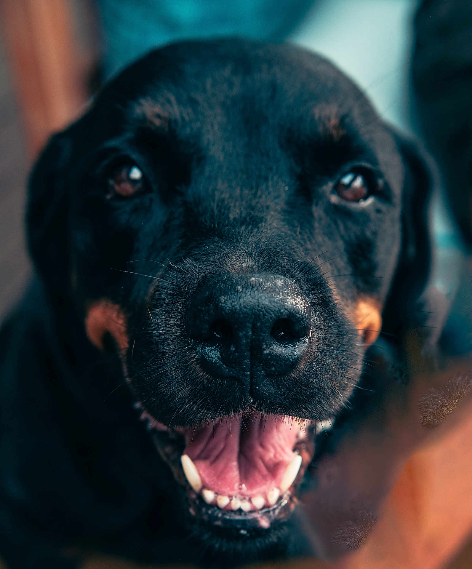 Iron a rejoint le concours — aidez-le/la à gagner de superbes lots ! dog, black_dog, close_up, happy, teeth, tongue, pet, animal, canine, portrait, smiling, fur, face, ears, mouth, outdoor, friendly, cute, domestic_animal, looking_at_camera