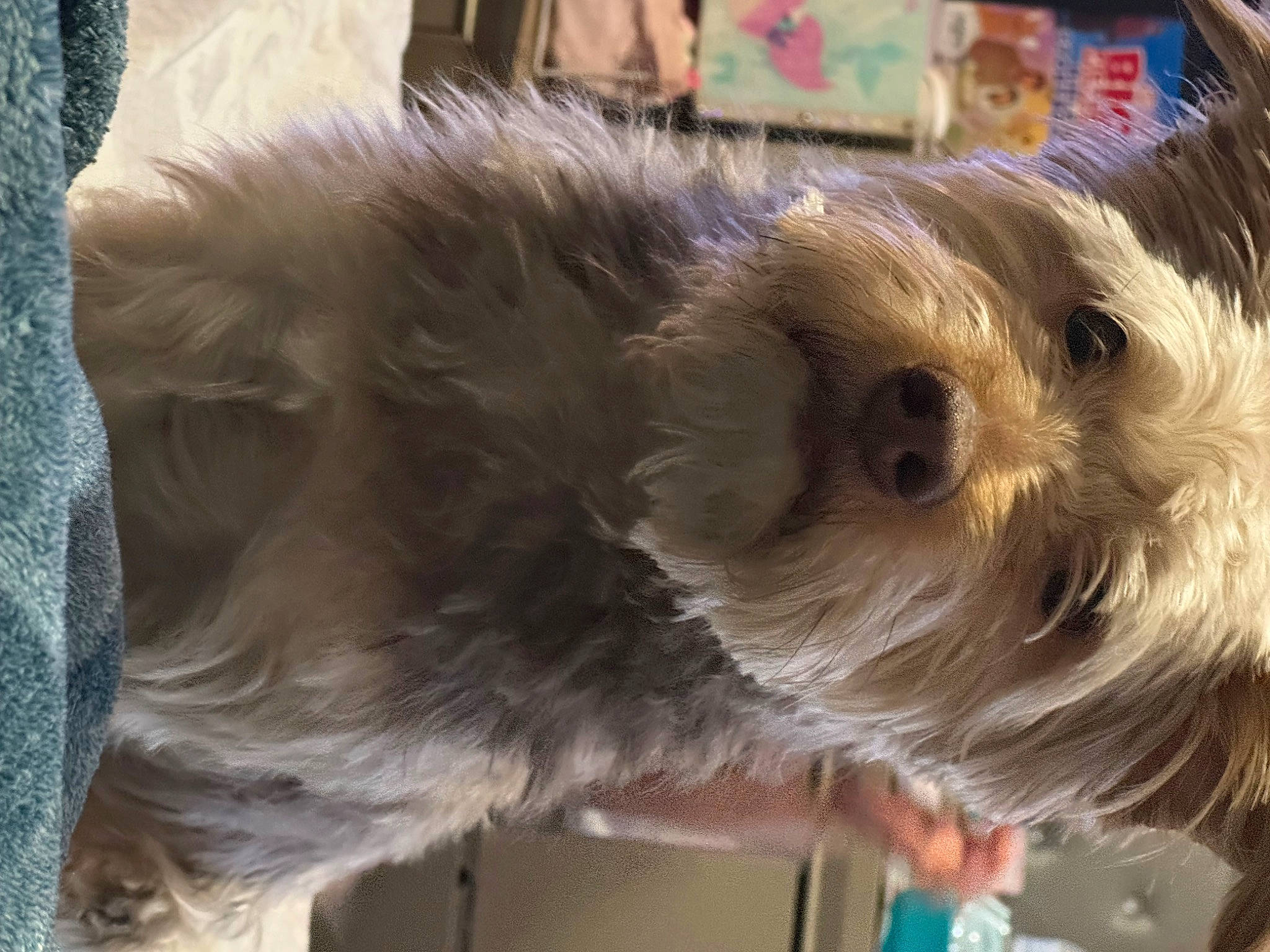 Bruno joined the competition — help win amazing prizes! australian_terrier, canidae, carnivore, cockapoo, companion_dog, dog, dog_breed, dog_clothes, fawn, fur, pomeranian, puppy_love, shih_poo, small_terrier, sporting_group, tail, terrier, toy_dog, whiskers, working_animal