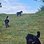 Minnie is registered to the contest to win money with this photo: dog, grass, hill, outdoor, sky, clouds, tree, playing, running, black_dog, nature, pet, canine, animal, daytime, field, green, energetic, summer, park