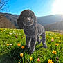 Minnie is registered to the contest to win money with this photo: dog, poodle, grass, flowers, meadow, mountains, sunlight, blue_sky, outdoor, nature, spring, field, greenery, pet, animal, fluffy, canine, daylight, scenic, landscape