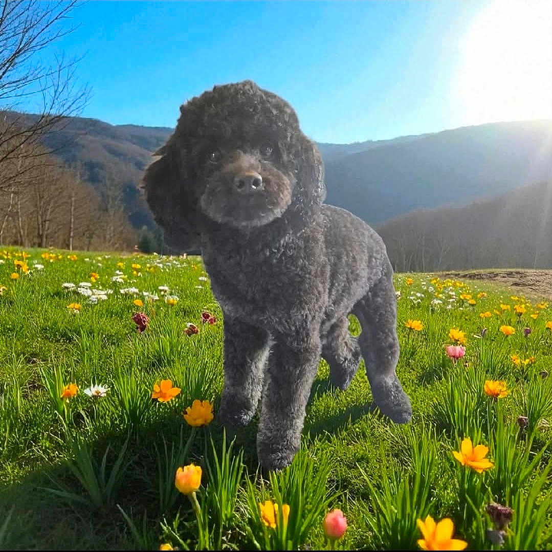 Minnie is registered to the contest to win money with this photo: animal, blue_sky, canine, daylight, dog, field, flowers, fluffy, grass, greenery, landscape, meadow, mountains, nature, outdoor, pet, poodle, scenic, spring, sunlight