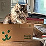 Filou participe au concours pour gagner de l'argent avec cette photo : box, brown, cardboard_box, cat, cozy, daylight, domestic_animal, fluffy, furnishing, gray, household, indoor, light, pet, relaxed, sitting, striped, table, whiskers, window