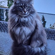 Filou a rejoint le concours — aidez-le/la à gagner de superbes lots ! animal, balcony, cat, cute, domestic, ears, face, feline, fluffy, fur, gray, nature, outdoor, pet, plant, portrait, sitting, tail, whiskers, window