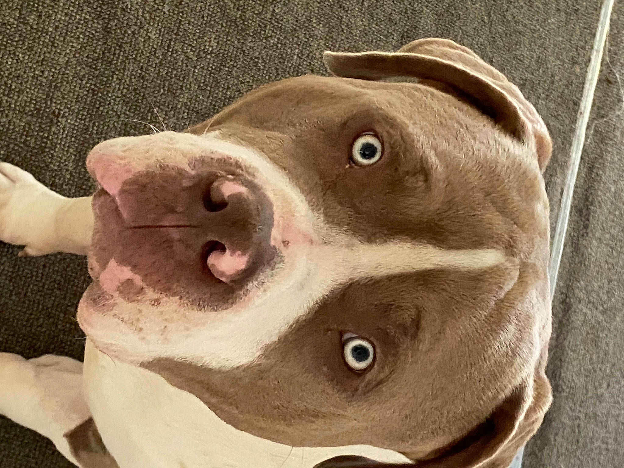 Kaos joined the competition — help win amazing prizes! art, canidae, carnivore, companion_dog, dog, dog_breed, fawn, fish, hat, illustration, jaw, liver, personal_protective_equipment, snout, sporting_group, terrestrial_animal, toy, visual_arts, whiskers, working_animal