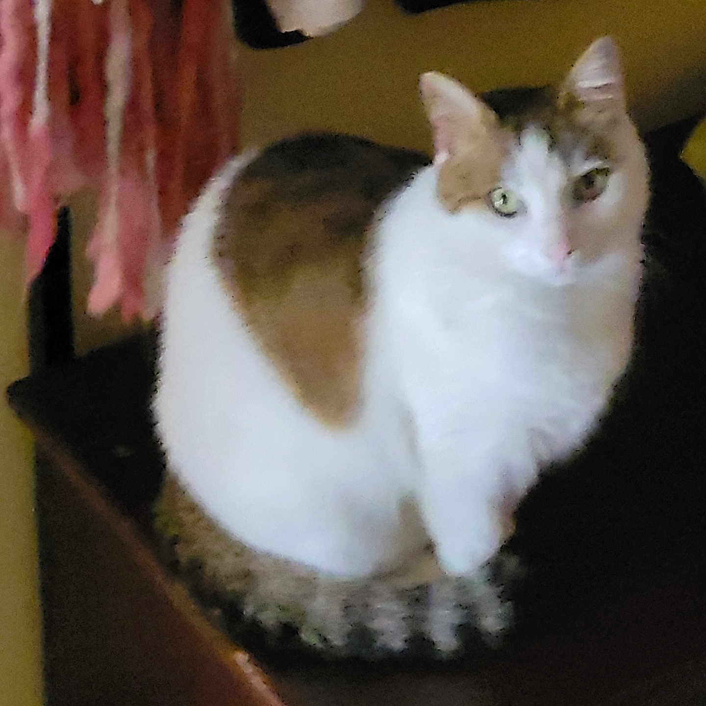 Mousette Fleur a rejoint le concours — aidez-le/la à gagner de superbes lots ! animal, background, brown, calm, cat, closeup, domestic_cat, ears, fabric, feline, fur, furniture, indoor, pet, pink, relaxed, sitting, whiskers, white, wooden_surface