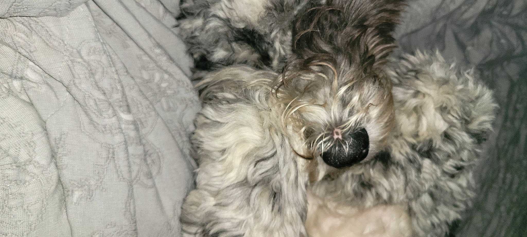 Dill Pickle joined the competition — help win amazing prizes! carnivore, companion_dog, dog, dog_breed, fur, maltepoo, non_sporting_group, pattern, poodle_crossbreed, shih_poo, small_terrier, snout, sporting_group, terrier, toy_dog, water_dog, working_animal, yorkipoo