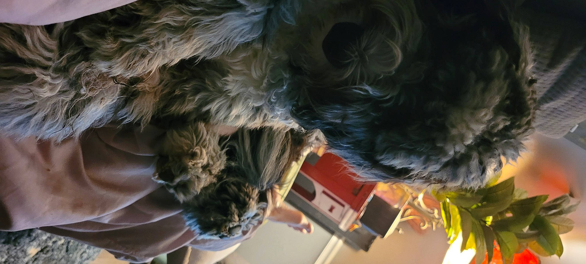 Dill Pickle is registered to the contest to win money with this photo: beak, bird, canidae, carnivore, claw, companion_dog, dog, dog_breed, feather, felidae, fur, liver, mammal, natural_material, small_to_medium_sized_cats, snout, sporting_group, tail, vertebrate, whiskers