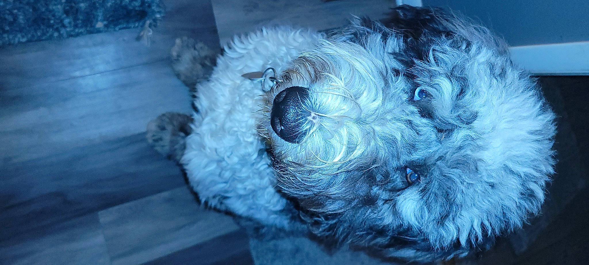 Dill Pickle joined the competition — help win amazing prizes! art, canidae, carnivore, cloud, companion_dog, darkness, dog, dog_breed, electric_blue, fur, meteorological_phenomenon, sky, snout, sporting_group, terrier, toy, toy_dog, tree, visual_arts, whiskers