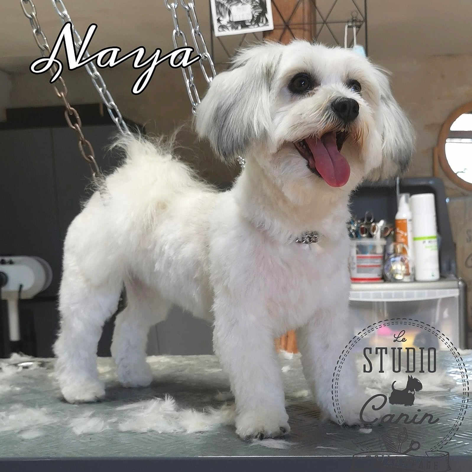 Naya a rejoint le concours — aidez-le/la à gagner de superbes lots ! canidae, carnivore, collar, companion_dog, dog, dog_breed, dog_collar, dog_supply, eyewear, font, fur, glasses, puppy_love, small_terrier, snout, sporting_group, terrier, toy_dog, water_dog, working_animal