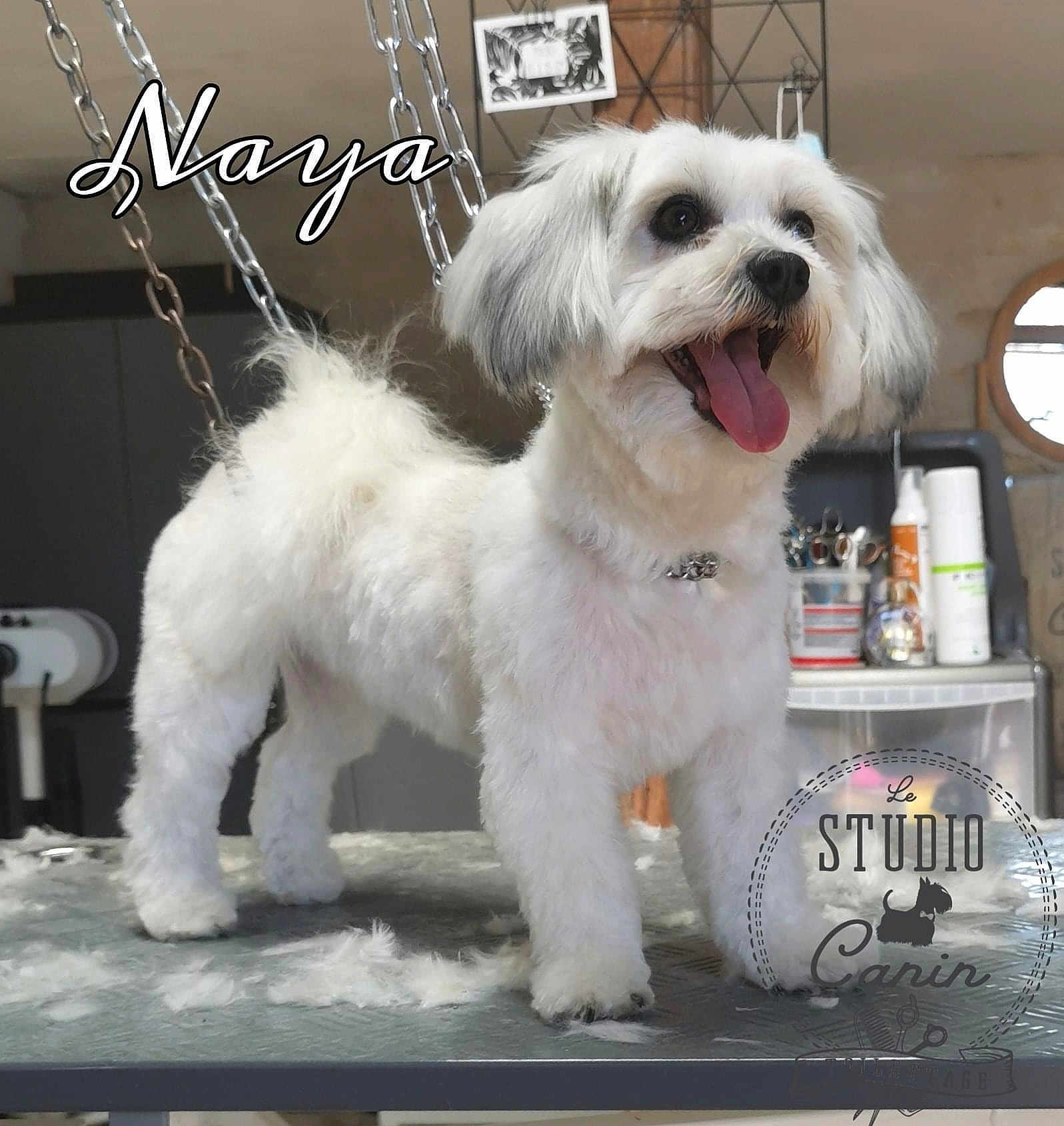Naya