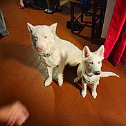 Lobo joined the competition — help win amazing prizes! dog, indoor, floor, white_dog, two_dogs, chair, wheelchair, person, clothing, curtain, wooden_chair, pet, animal, blue_eyes, flooring, shadow, furniture, paws, collar, human_foot