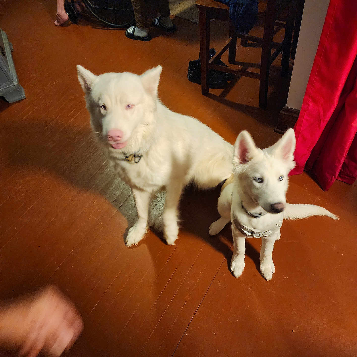 Lobo joined the competition — help win amazing prizes! animal, blue_eyes, chair, clothing, collar, curtain, dog, floor, flooring, furniture, human_foot, indoor, paws, person, pet, shadow, two_dogs, wheelchair, white_dog, wooden_chair