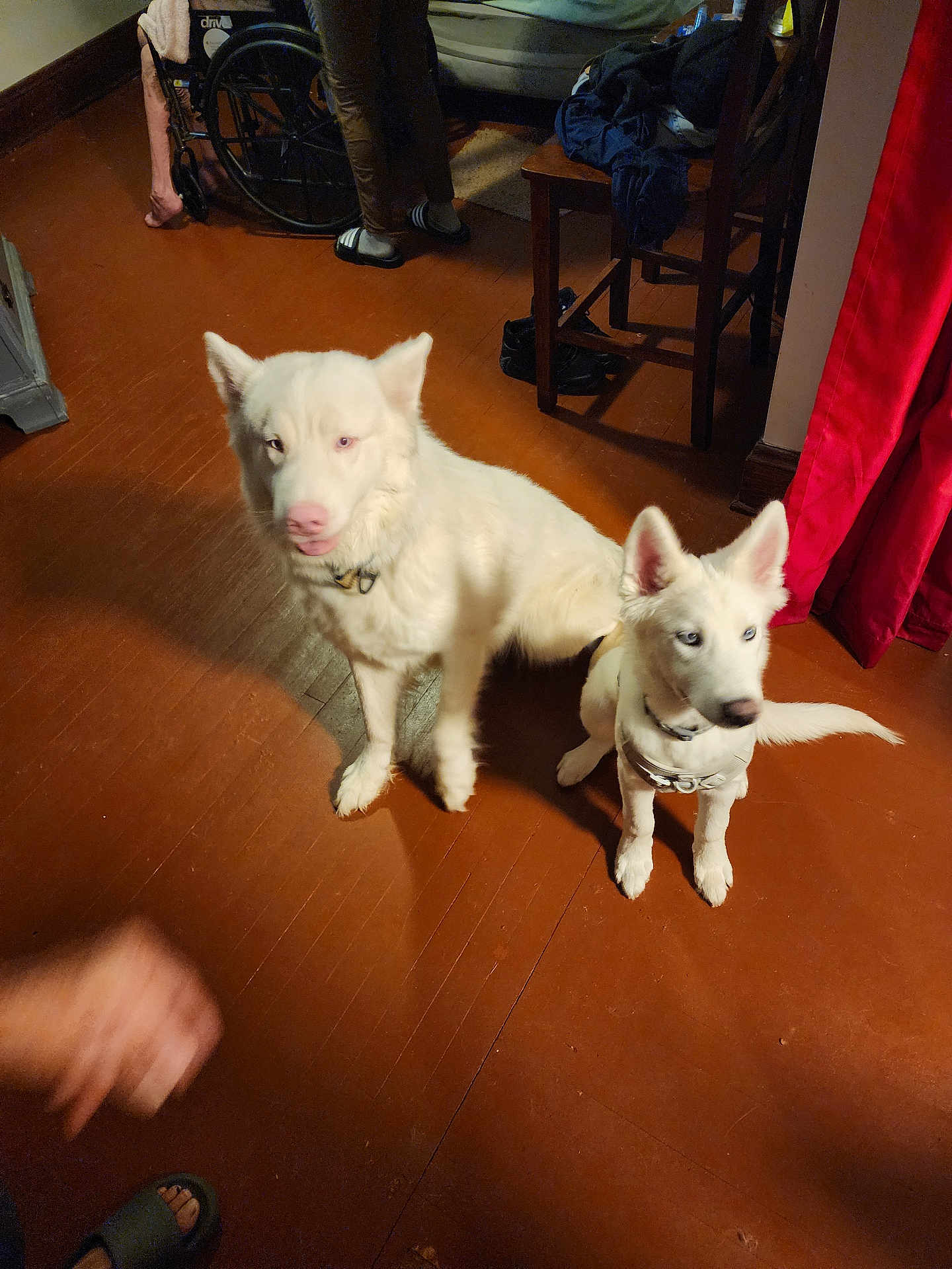 Lobo joined the competition — help win amazing prizes! dog, indoor, floor, white_dog, two_dogs, chair, wheelchair, person, clothing, curtain, wooden_chair, pet, animal, blue_eyes, flooring, shadow, furniture, paws, collar, human_foot