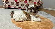 Milo joined the competition — help win amazing prizes! brown, carpet, couch, cozy, cute, dog, floor, fluffy, fur, home, indoor, lying_down, patterned_fabric, pet, pillows, puppy, relaxed, rug, small_dog, white