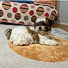 brown, carpet, couch, cozy, cute, dog, floor, fluffy, fur, home, indoor, lying_down, patterned_fabric, pet, pillows, puppy, relaxed, rug, small_dog, white