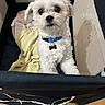 Milo joined the competition — help win amazing prizes! animal, blanket, carpet, collar, companion, curious, cute, cute_pet, dog, floor, fur, household, indoor, looking_up, pet, pillow, playpen, small_dog, toy_area, white_dog