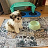 animal, brown_and_white, cozy, cute, dog, domestic, floor, fur, home, indoor, looking, pet, puppy, rug, sitting, small_table, tile_floor, toy, water_bowl, young
