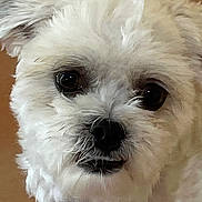 Milo is registered to the contest to win money with this photo: alert, animal, brown_background, canine, close_up, collar, cute, dog, domestic_animal, face, fluffy, friendly, fur, indoor, looking_at_camera, pet, portrait, small_dog, whiskers, white_fur