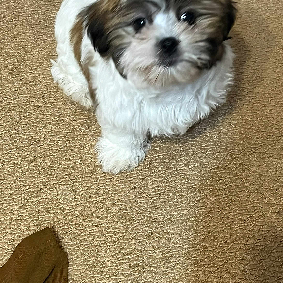 Milo