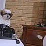 Milo joined the competition — help win amazing prizes! animal, brick_wall, brown_and_white_dog, cute, dog, electronics, fluffy_dog, funny, furniture, heater, household, indoor, pet, playful, room, small_dog, speaker, steering_wheel, toy_car, wooden_dresser