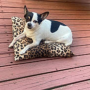 Nikki is registered to the contest to win money with this photo: dog, chihuahua, small_dog, black_and_white, pillow, leopard_print, cushion, wooden_deck, deck, patio, wicker_chair, pet, pet_bed, outdoors, relaxed, looking_at_camera, ears_up, adorable, companion, sunlight