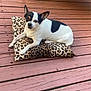 dog, chihuahua, small_dog, black_and_white, pillow, leopard_print, cushion, wooden_deck, deck, patio, wicker_chair, pet, pet_bed, outdoors, relaxed, looking_at_camera, ears_up, adorable, companion, sunlight