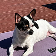 Nikki joined the competition — help win amazing prizes! black_markings, chihuahua, cute, dog, domestic_animal, ears, outdoor, paws, pet, portrait, relaxed, resting, shadow, short_hair, small_dog, squinting, sunlit, white_coat, wooden_deck, yoga_mat