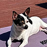 black_markings, chihuahua, cute, dog, domestic_animal, ears, outdoor, paws, pet, portrait, relaxed, resting, shadow, short_hair, small_dog, squinting, sunlit, white_coat, wooden_deck, yoga_mat