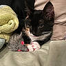 Cinnamon joined the competition — help win amazing prizes! cat, kitten, tuxedo_cat, black_and_white, pet, animal, whiskers, paws, pink_paw_pads, ears, eyes, fur, toy_mouse, blanket, cushion, couch, indoor, cozy, close_up, relaxed