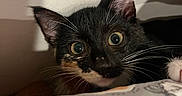 Cinnamon is registered to the contest to win money with this photo: cat, kitten, tortoiseshell, black_fur, orange_fur, white_fur, wide_eyes, whiskers, ears, paw, pet, animal, closeup, portrait, indoors, blanket, bed, cozy, curious, photography
