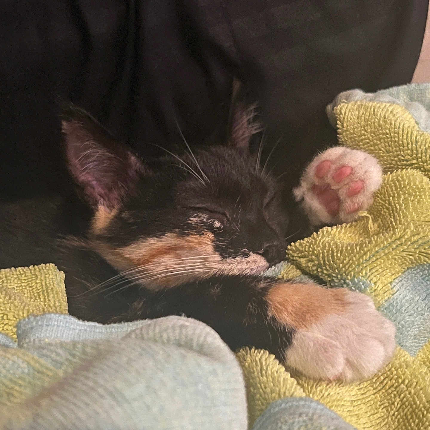 Cinnamon joined the competition — help win amazing prizes! cat, kitten, calico, sleeping, sleepy, paw, pink_paw_pads, whiskers, fur, black_fur, orange_patches, white_fur, blanket, cozy, cushion, indoors, pet, cute, closeup, nap