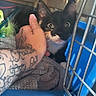 Cinnamon is registered to the contest to win money with this photo: kitten, cat, black_cat, animal, pet, whiskers, ears, eyes, sitting, carrier, cage, blue, blanket, hand, tattoo, indoor, close_up, curious, cute, portrait