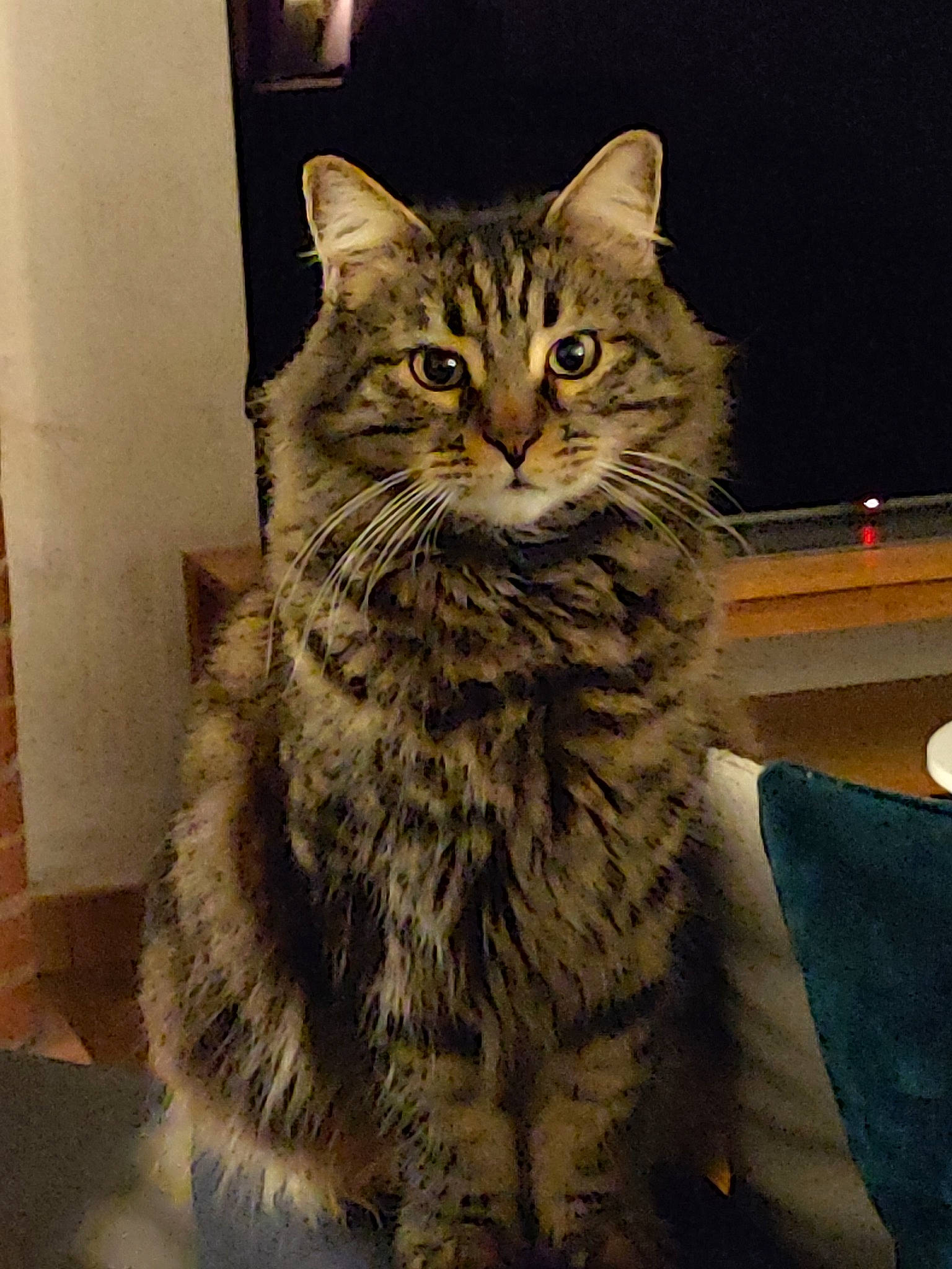 Ambre a rejoint le concours — aidez-le/la à gagner de superbes lots ! carnivore, cat, domestic_short_haired_cat, door, eye, felidae, fur, hair, head, iris, maine_coon, sitting, small_to_medium_sized_cats, snout, tail, terrestrial_animal, tree, whiskers, window