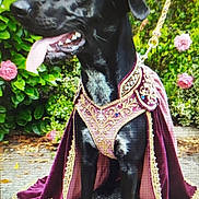Taya a rejoint le concours — aidez-le/la à gagner de superbes lots ! dog, black_dog, crown, cape, royalty, outdoor, flowers, pink_roses, happy, panting, leash, garden, costume, pet, animal, portrait, sitting, greenery, decorative, nature