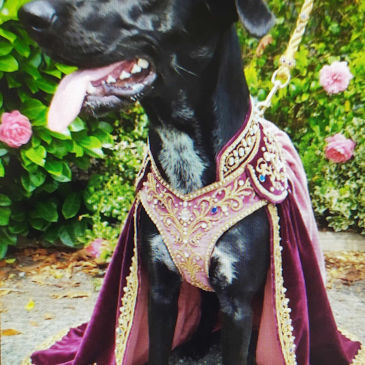 Taya a rejoint le concours — aidez-le/la à gagner de superbes lots ! dog, black_dog, crown, cape, royalty, outdoor, flowers, pink_roses, happy, panting, leash, garden, costume, pet, animal, portrait, sitting, greenery, decorative, nature