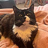 cat, black_and_white, tuxedo_cat, pet, animal, whiskers, yellow_eyes, sitting, lying_down, fur, fluffy, indoors, blanket, pink_blanket, couch, home, portrait, close_up, relaxed, funny_expression