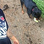 Diablo joined the competition — help win amazing prizes! animal, backyard, ball, barefoot, canine, clothing, dog, footwear, grass, nature, outdoors, person, pet, plant, shoe, soil, sport, t_shirt, tennis, tennisball