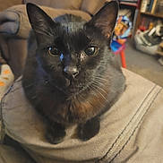 Calypso joined the competition — help win amazing prizes! animal, black_cat, cat, chair, close_up, cozy, curious, cushion, domestic_animal, ears, feline, fur, home, indoor, living_room, looking_up, pet, sitting, soft, whiskers