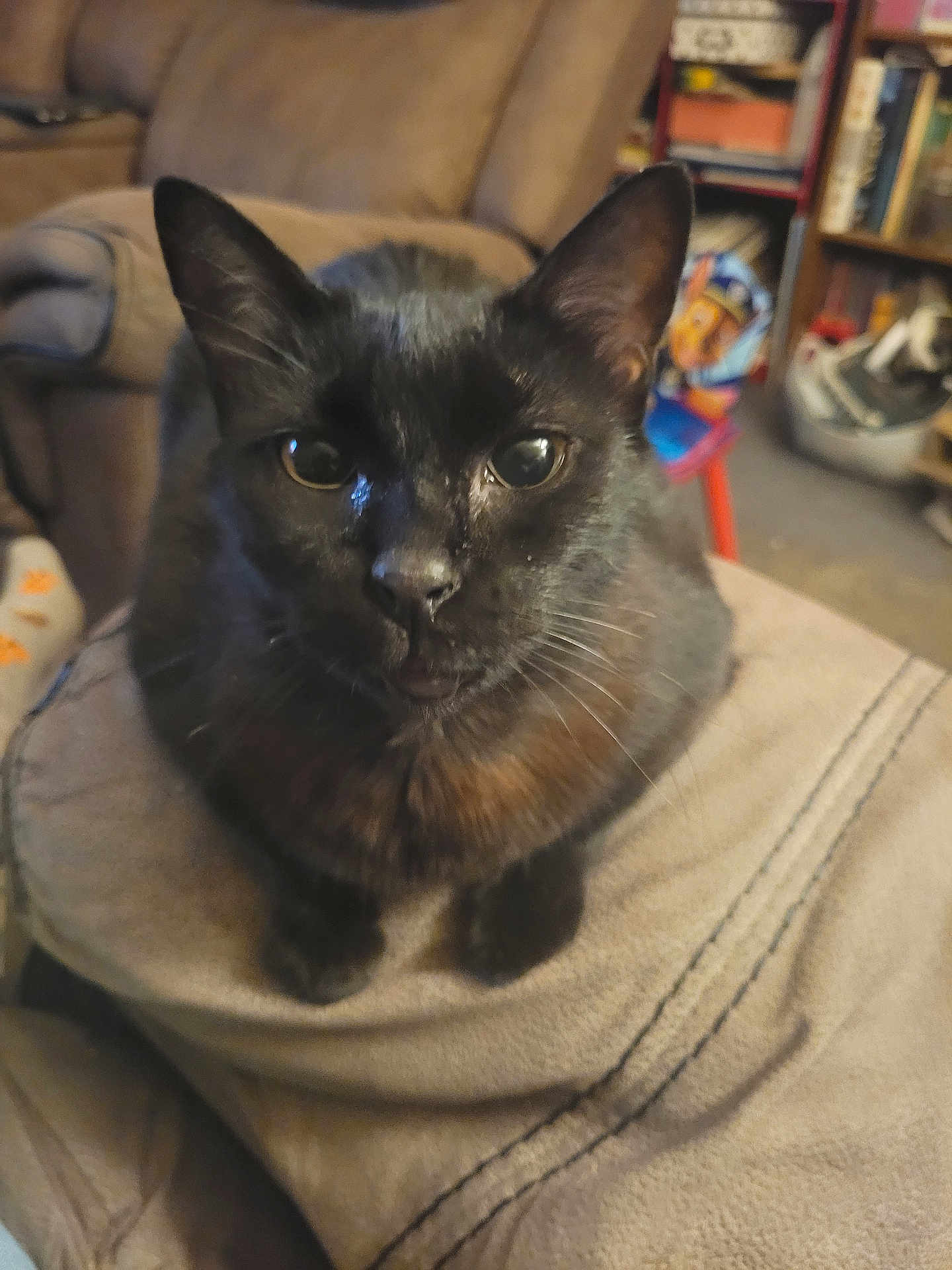 Calypso